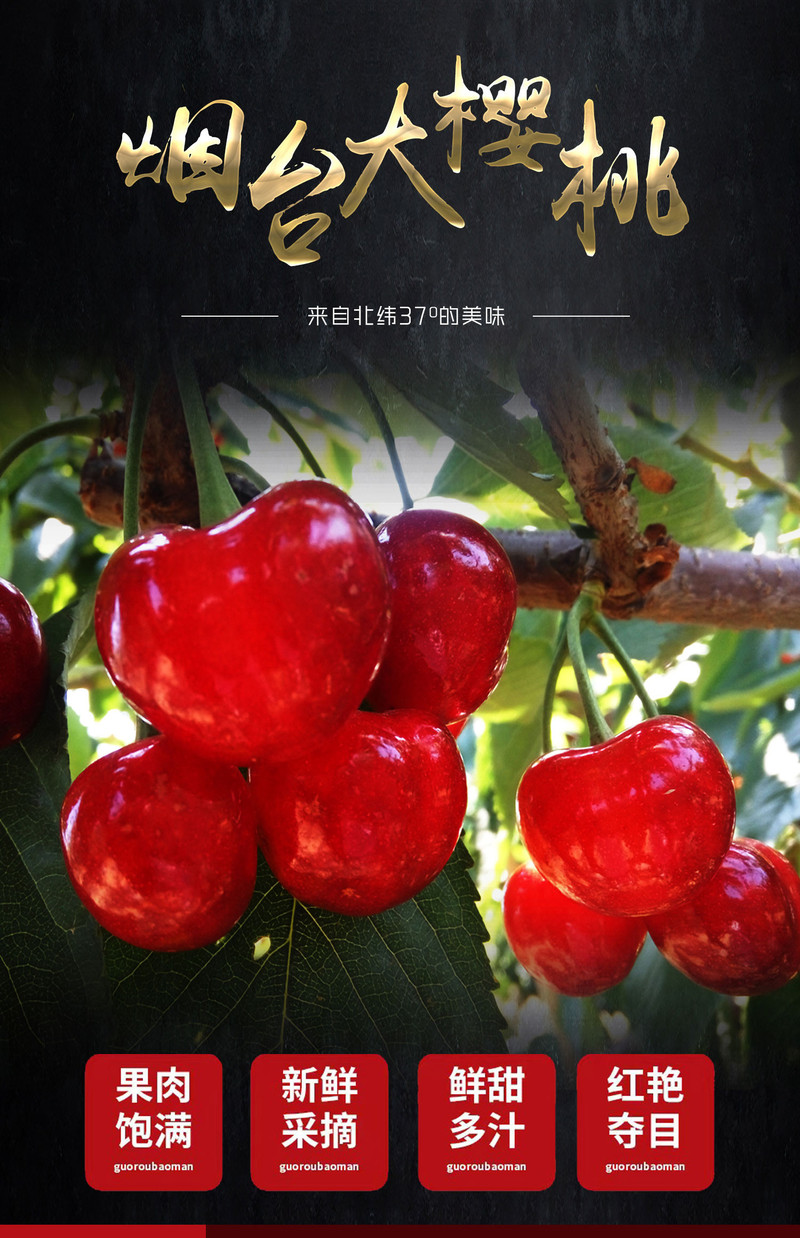 煙臺最新大櫻桃品種探析