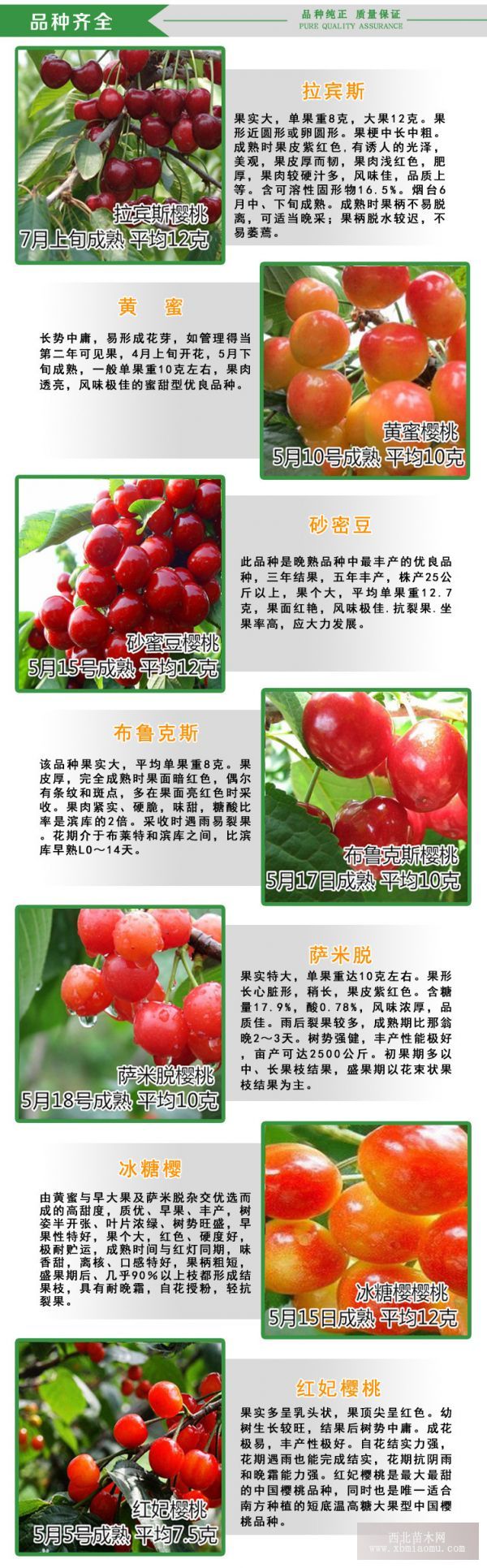 煙臺最新大櫻桃品種探析