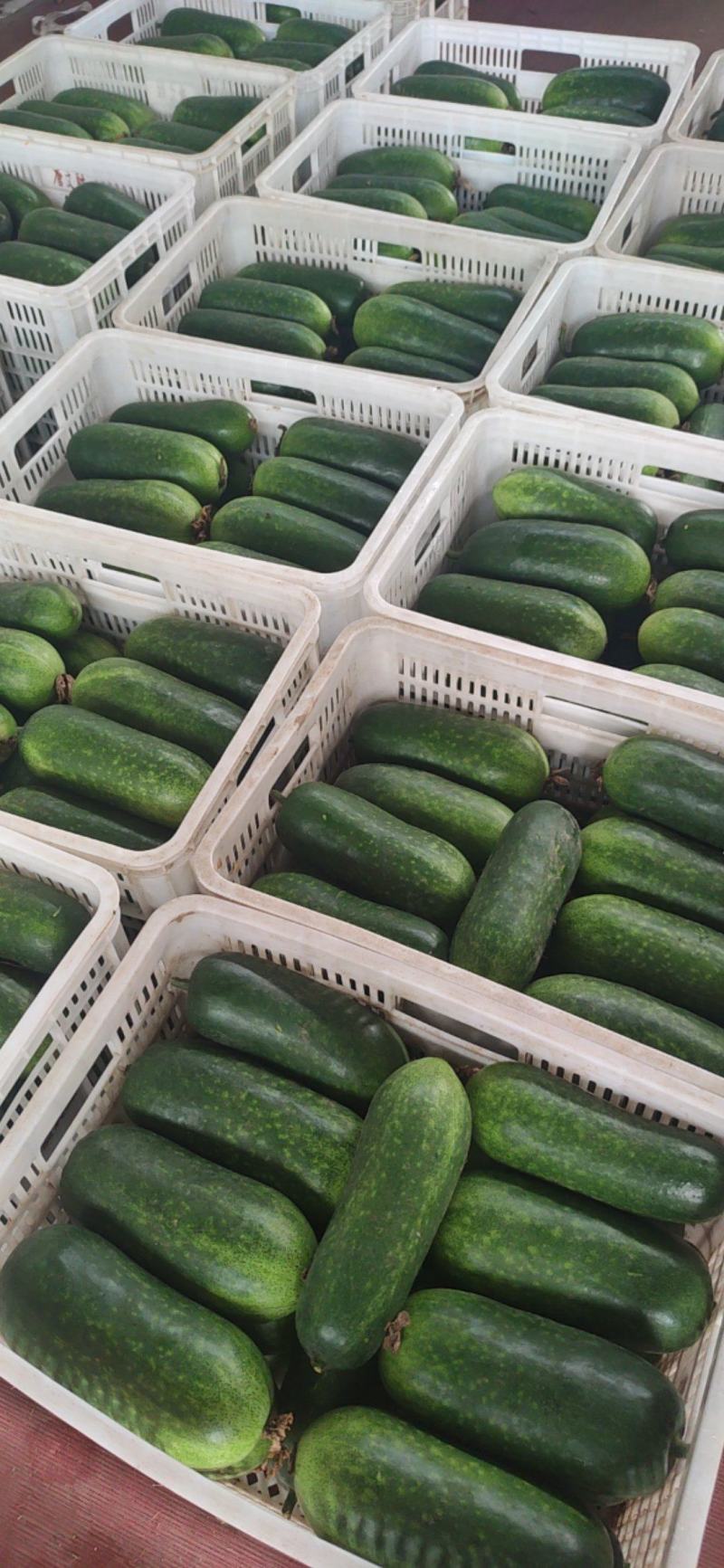 山東冬瓜最新價格行情動態(tài)更新