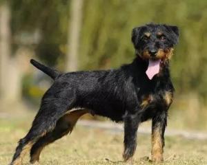 最新德國獵梗出售，背景、時(shí)代地位與影響分析