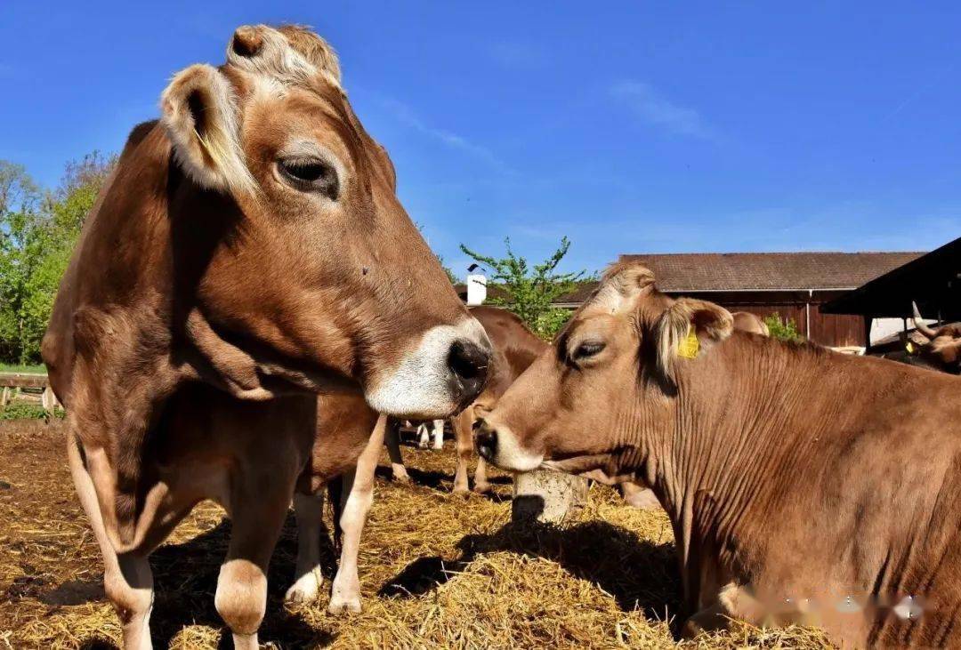 錢牛牛最新動態(tài)揭秘，牛運亨通的奇妙日常故事