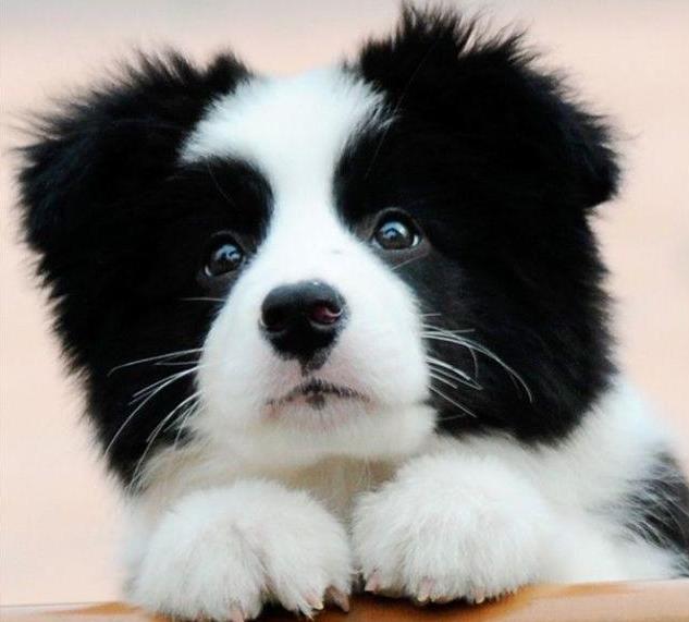 免費(fèi)領(lǐng)養(yǎng)邊牧2025，小巷特色小店與邊境牧羊犬的不解之緣