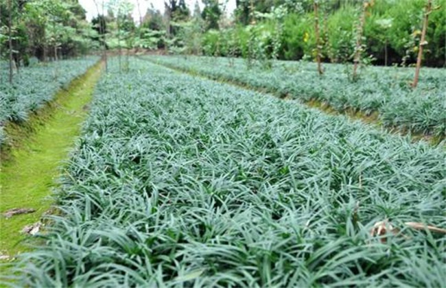 麥冬最新價格行情與小巷深處的驚喜探索