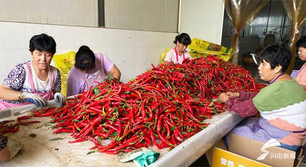 全國辣椒最新價(jià)格行情，科技引領(lǐng)產(chǎn)業(yè)變革，塑造未來生活新趨勢