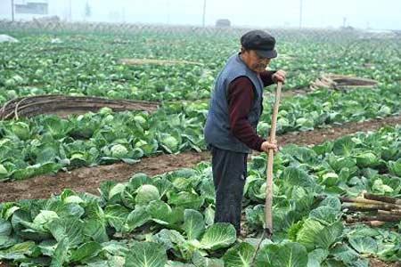 今日包菜價格行情更新