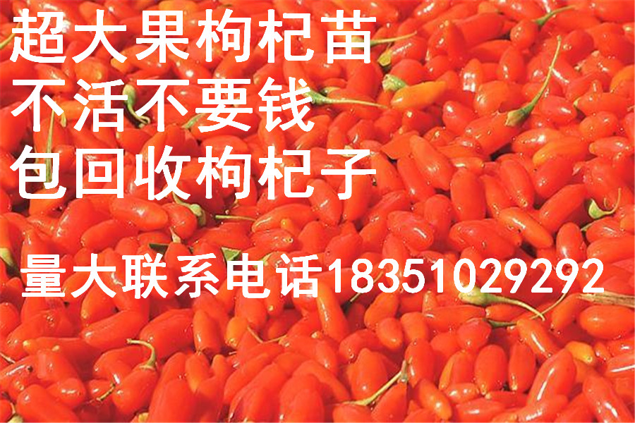 最新枸杞苗收購(gòu)信息匯總