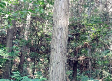 安徽國(guó)有林場(chǎng)改制開啟綠色新篇章，推動(dòng)可持續(xù)發(fā)展??