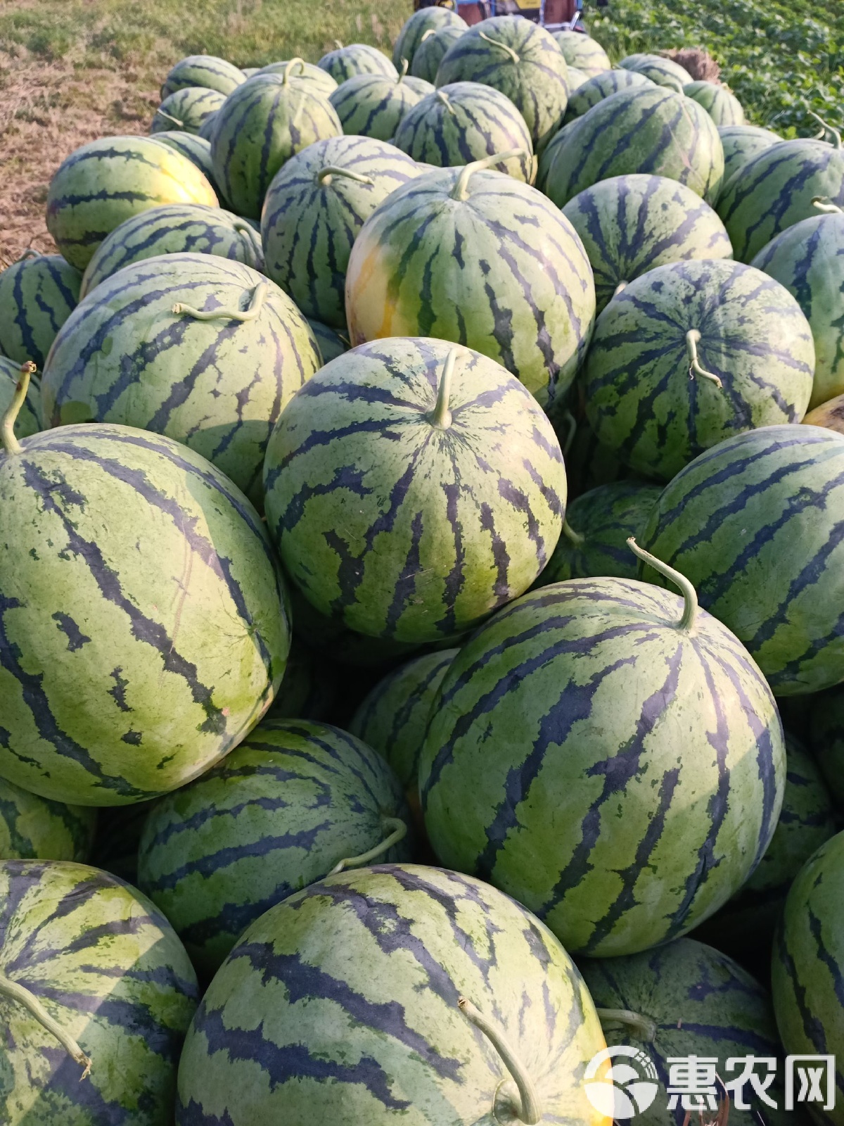 太康縣西瓜最新價格，時代背景下的瓜價變遷