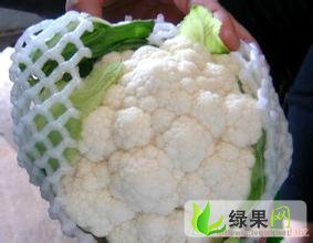 江蘇花菜價格最新動態(tài)更新