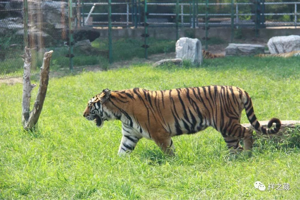 動物園老虎吃人事件揭秘，科技重塑現(xiàn)實，震撼體驗新紀元