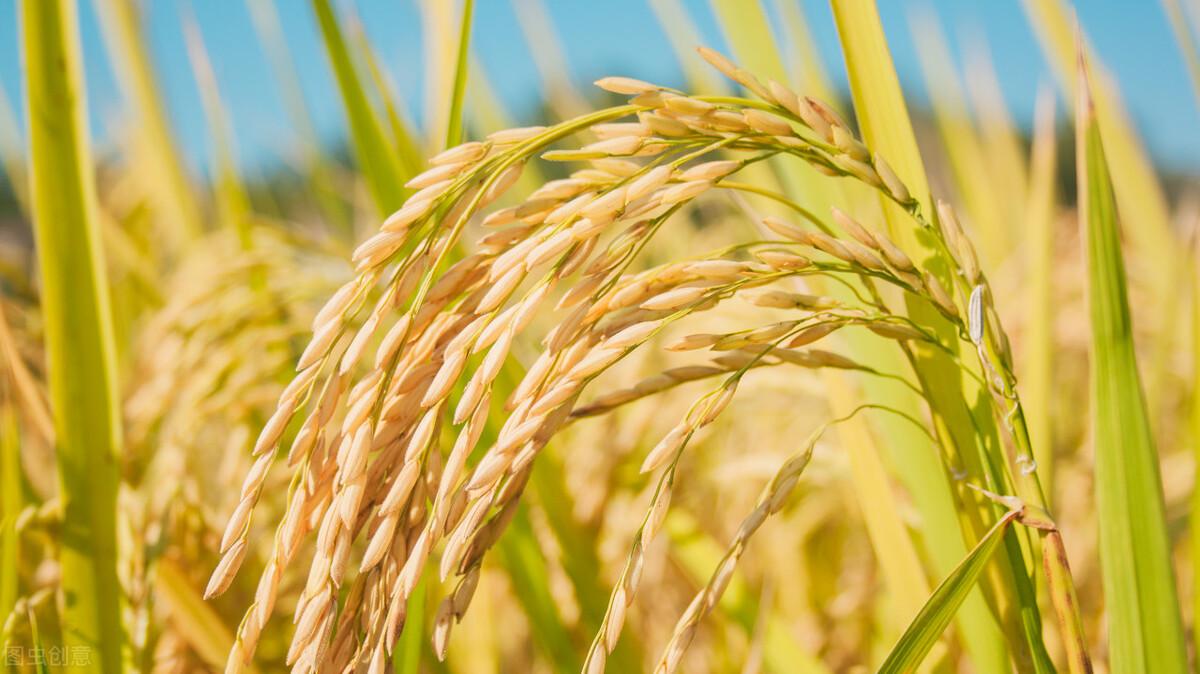 水稻最新價格行情預(yù)測，稻田故事中的溫情與價格走勢分析