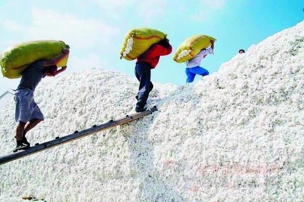 山東最新棉花補貼政策解讀，智能生活啟航！