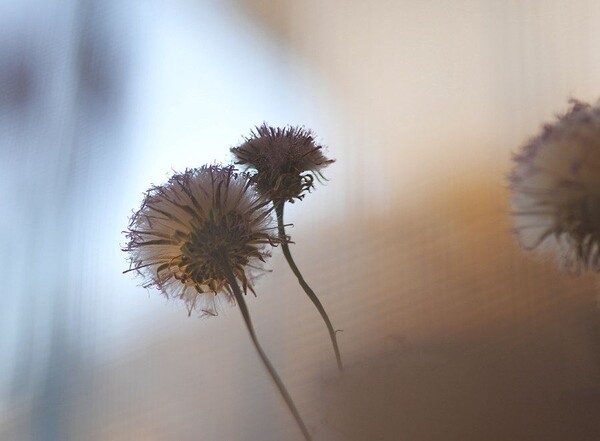 凡口草最新專(zhuān)輯，科技與生活融合之作，引領(lǐng)未來(lái)音樂(lè)潮流