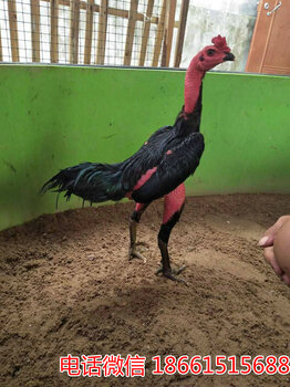 2025斗雞最新視頻，競(jìng)技與飼養(yǎng)樂(lè)趣的完美結(jié)合